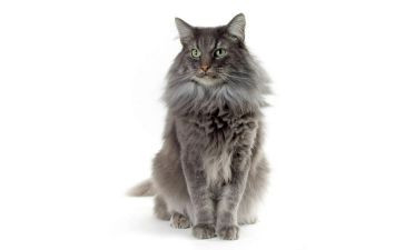 关于猫的调查报告优质5篇