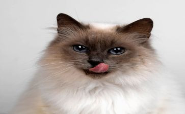 猫和狗的心得体会6篇