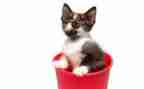 猫和狗的心得体会通用6篇