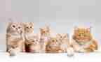 勒以的猫心得体会通用7篇