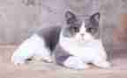 写小猫的作文600字8篇