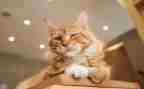 四年级下《猫》教案优秀8篇