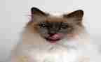 小小班小猫钓鱼教案6篇