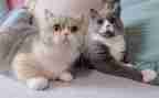 大熊猫的作文200优秀7篇