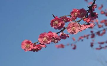 张桂梅人物事迹材料5篇