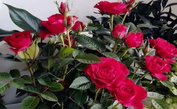 红玫瑰花作文模板5篇