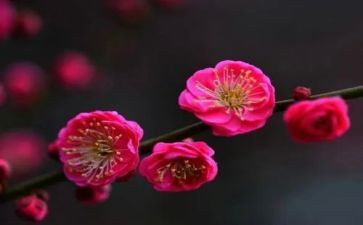 腊梅花作文500字8篇
