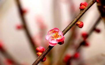 梅花的作文600优质5篇