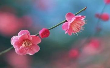 腊梅花作文300字6篇