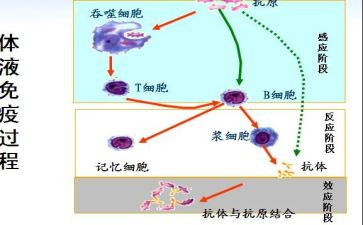 计划免疫规划工作计划6篇