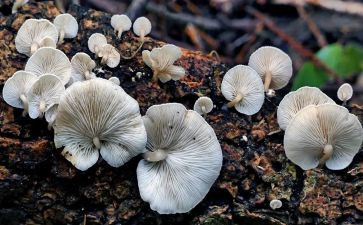 蘑菇的家教案通用8篇