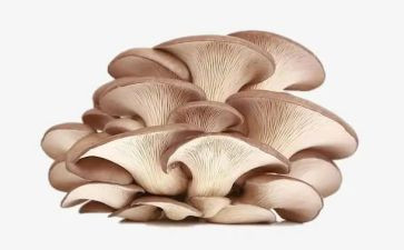 蘑菇的家教案5篇