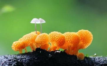 蘑菇的房子教案6篇