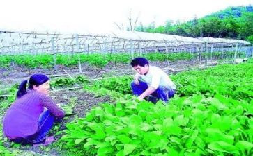 农技师个人总结8篇