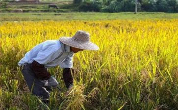农民合同通用5篇