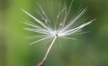 小蚂蚁与蒲公英教案6篇