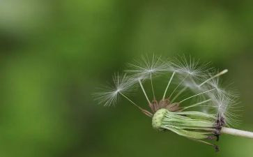 大班蒲公英教案7篇