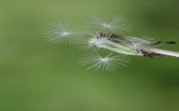 蒲公英的种子作文600字5篇