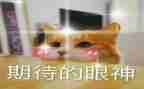 我期待作文300字参考5篇