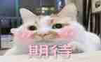 我期待作文300字优质5篇