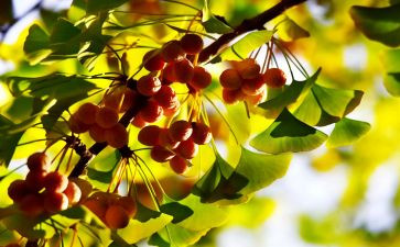 中秋节和活动总结7篇