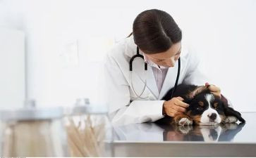 兽医师述职报告精选5篇