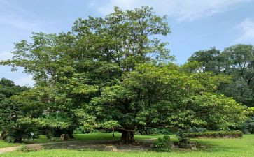 学雷锋树活动总结参考6篇