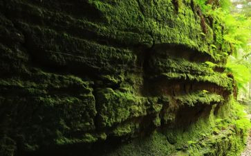 苔读后感600字优秀7篇