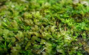 《苔》读后感600字推荐6篇