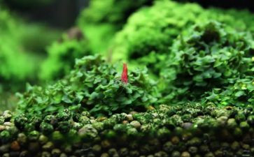 苔读后感800字参考8篇