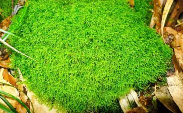 苔读后感600字参考6篇