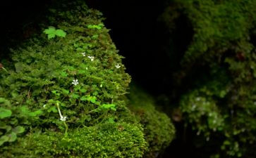 苔读后感600字精选6篇