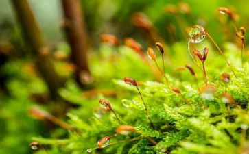 苔读后感600字推荐8篇