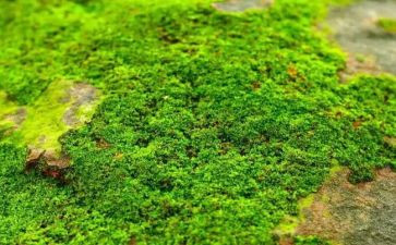 苔读后感800字优秀8篇