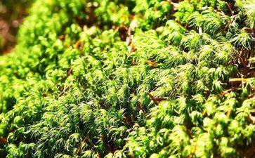 苔读后感800字最新5篇