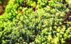 苔读后感800字最新5篇