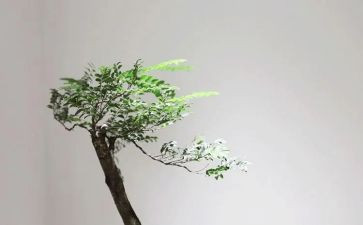 她来了绘本教案参考7篇