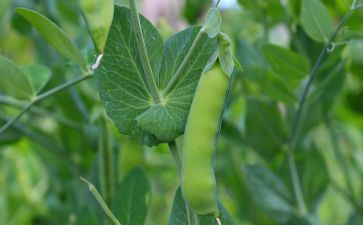 豌豆公主读后感7篇
