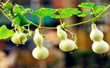 宝葫芦的读后感模板5篇