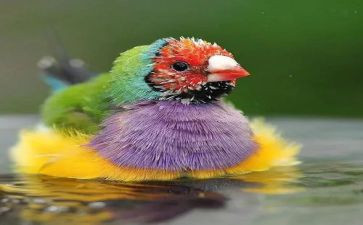 喂小鸟教学反思通用5篇