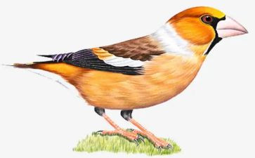 幼儿园小班小鸟教案5篇