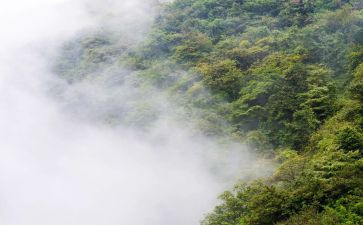 雾的优秀作文300字模板8篇