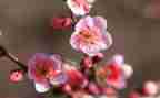 描写写物的作文5篇