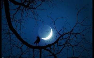 雪的心声600字作文6篇