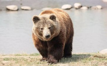 关于熊的话题作文6篇