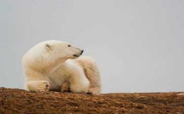 关于熊的话题作文精选8篇