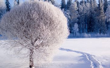 诗歌雪教案8篇