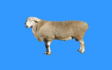 中班狼和羊的教案优质6篇