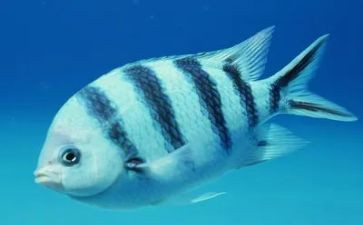 关于钓鱼的优秀作文5篇