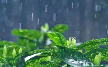 小学生作文雨300字精选7篇